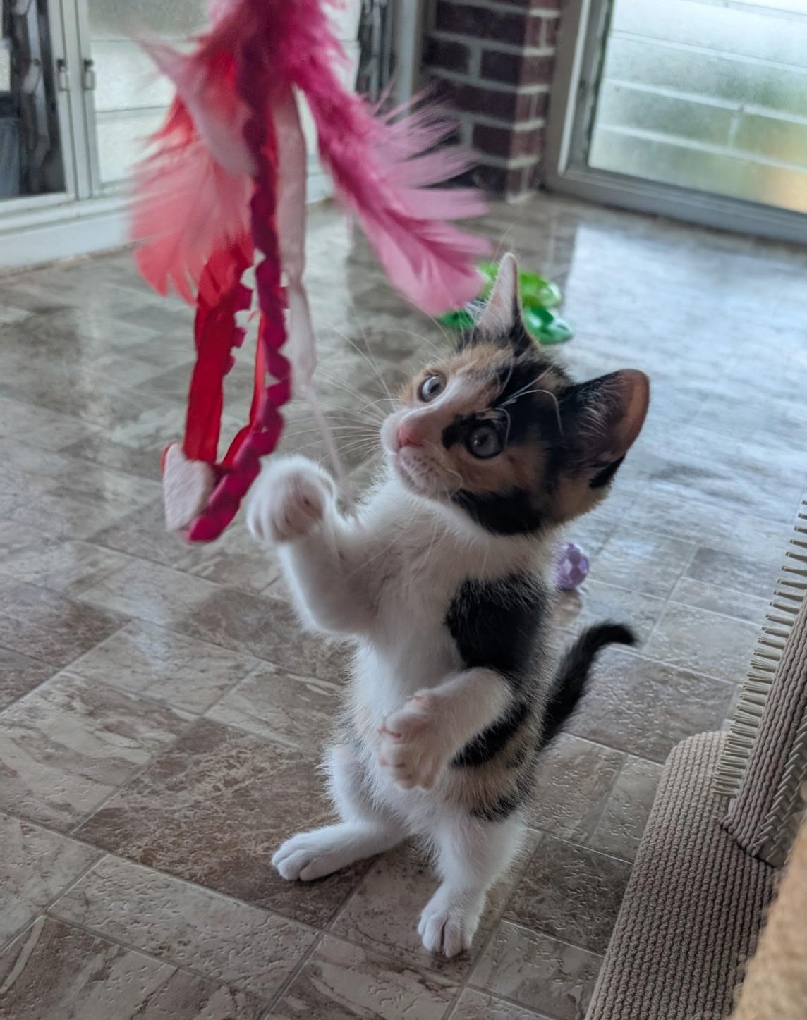 Enlarge JAZZIE, a Adoptable Calico in Elgin, SC image 6/6