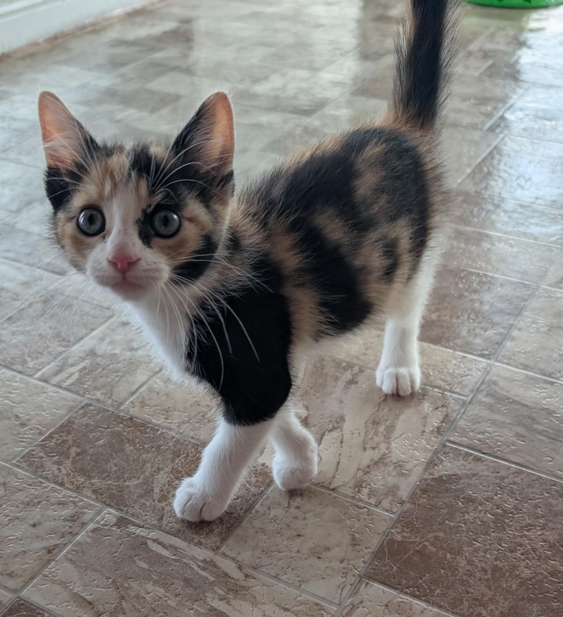 Enlarge JAZZIE, a Adoptable Calico in Elgin, SC image 5/6