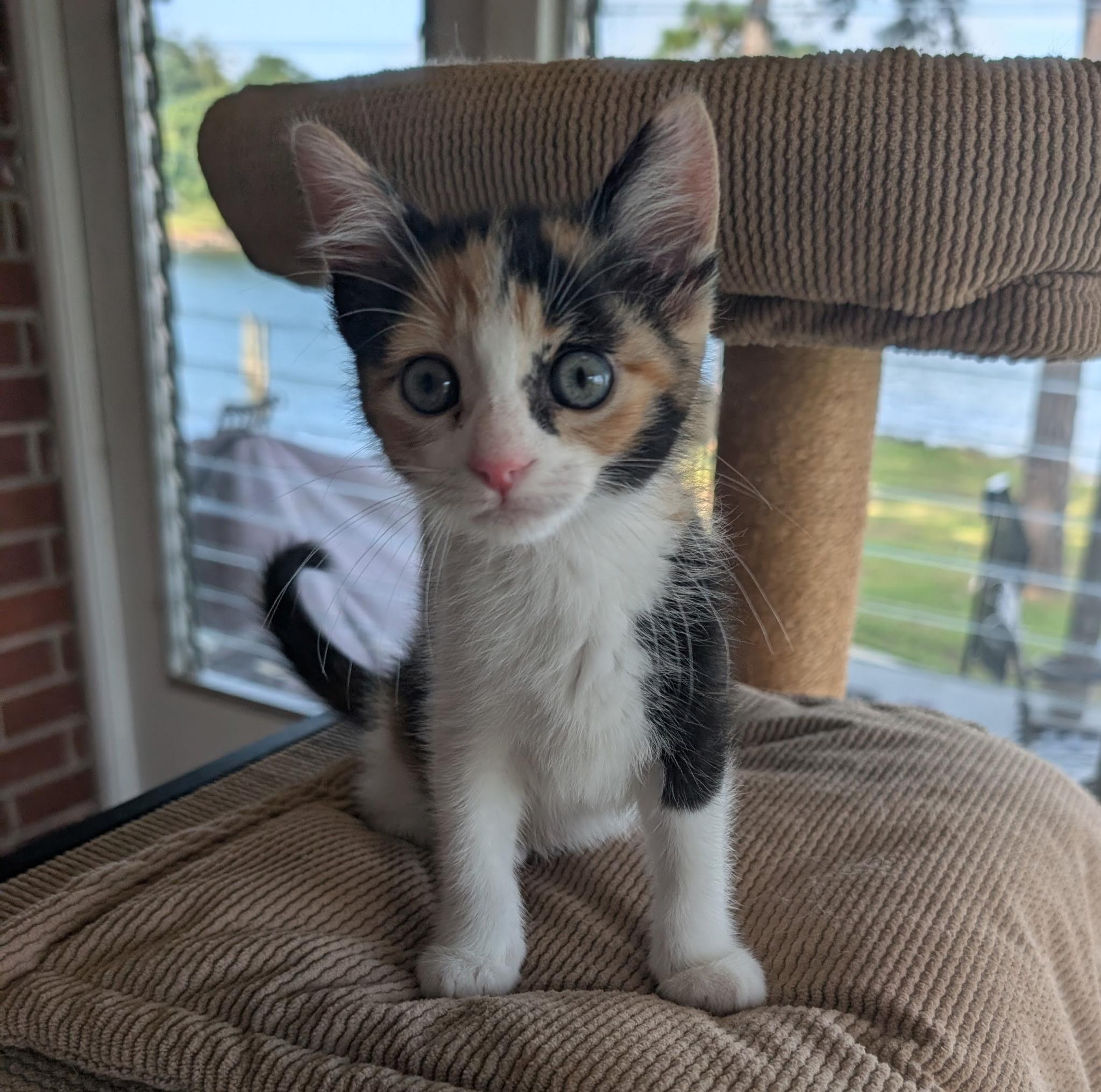 Enlarge JAZZIE, a Adoptable Calico in Elgin, SC image 3/6