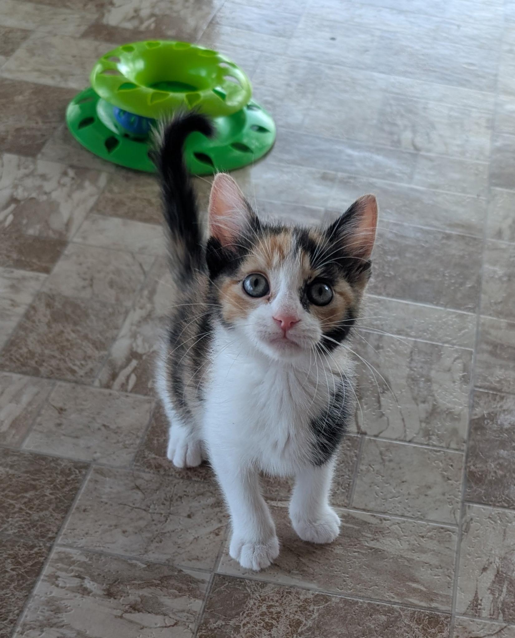 Enlarge JAZZIE, a Adoptable Calico in Elgin, SC image 2/6