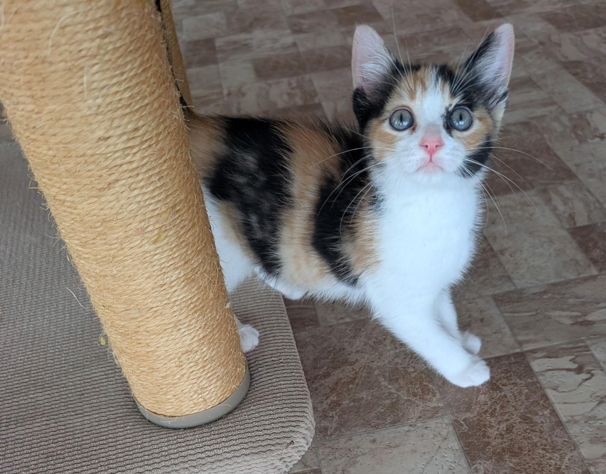 JAZZIE, Adoptable, Kitten Female Calico.