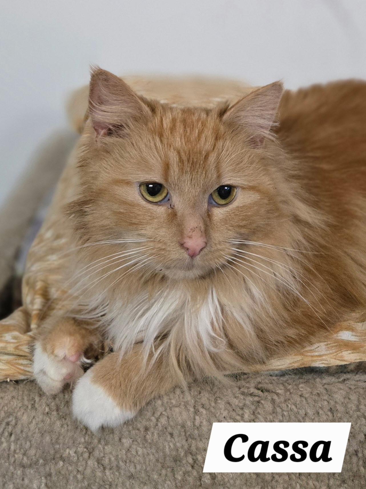 Cassa, ADOPTABLE, Young Female Domestic Long Hair.