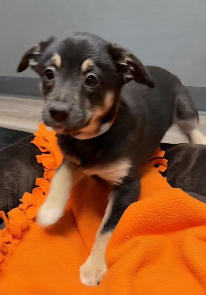 Ariel, Adoptable, Puppy Female Mixed Breed.