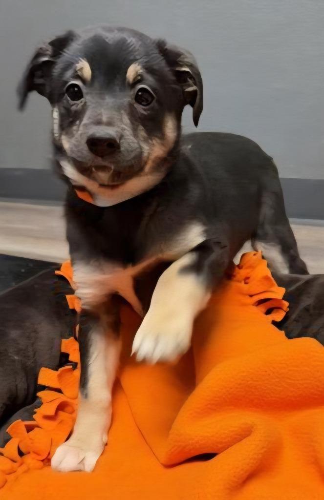 Enlarge Ariel, a Adoptable Mixed Breed in Lagrange, IN image 2/2