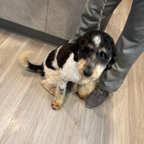 Enlarge Devin, a hold Bernadoodle in Hummelstown, PA image 2/5