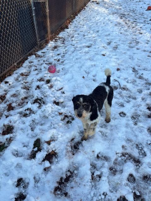 Enlarge Devin, a hold Bernadoodle in Hummelstown, PA image 3/5
