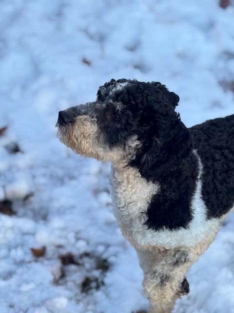 Enlarge Devin, a hold Bernadoodle in Hummelstown, PA image 4/5
