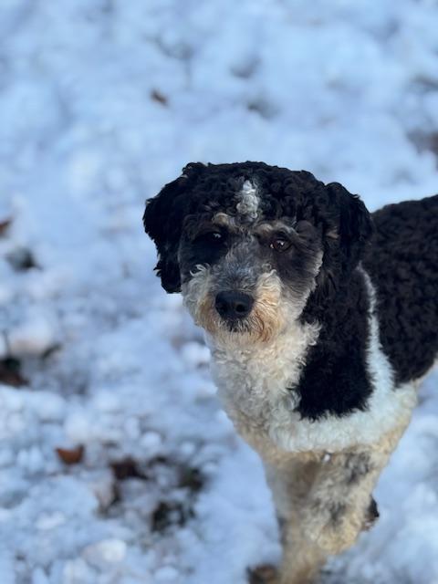 Enlarge Devin, a hold Bernadoodle in Hummelstown, PA image 1/5