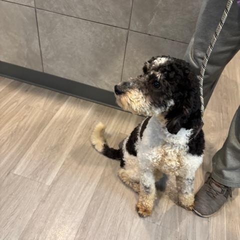 Enlarge Devin, a hold Bernadoodle in Hummelstown, PA image 5/5