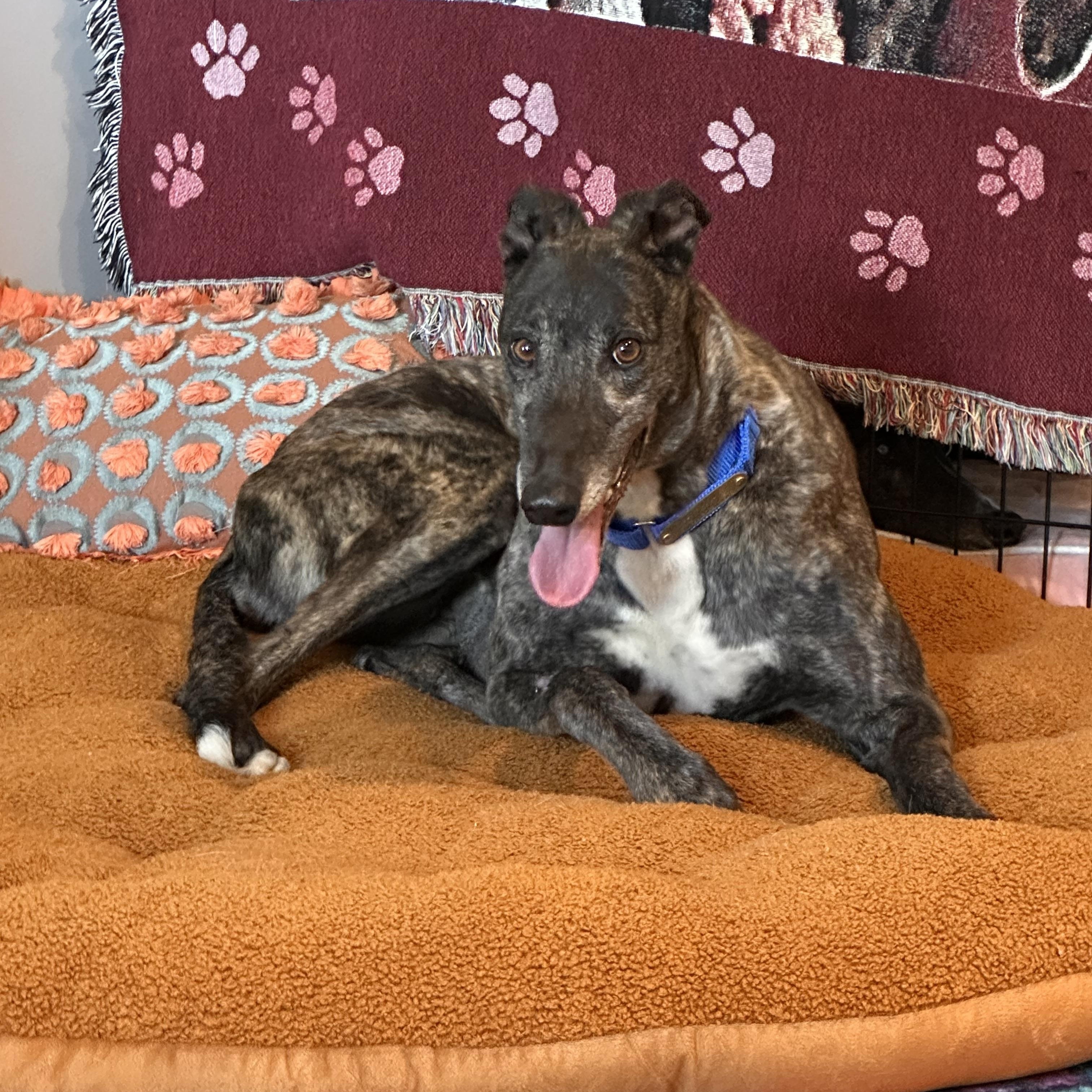 Enlarge Blondie, an adopted Greyhound in Independence, MO image 1/1