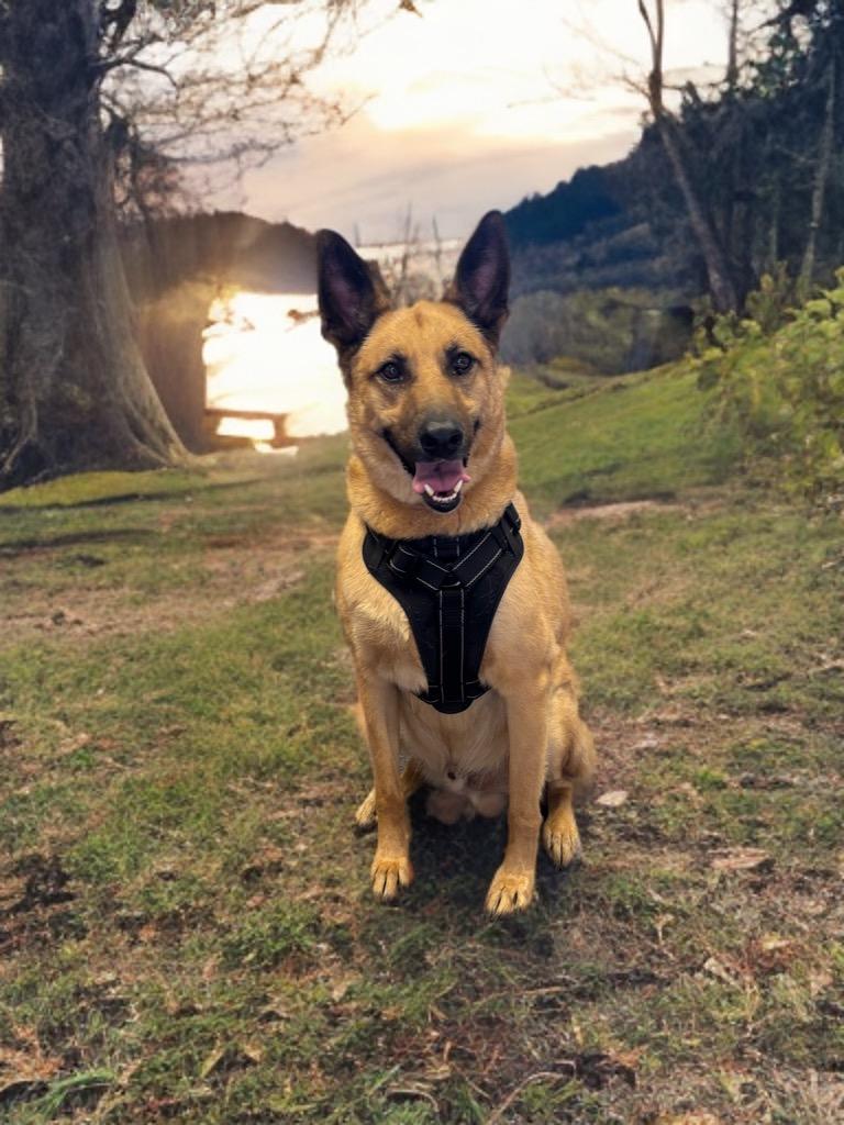 Tavo, Adoptable, Adult Male German Shepherd Dog & Hound.