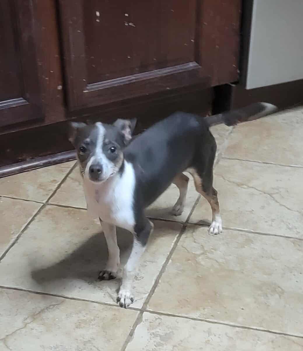 Tony, Adult Male Rat Terrier