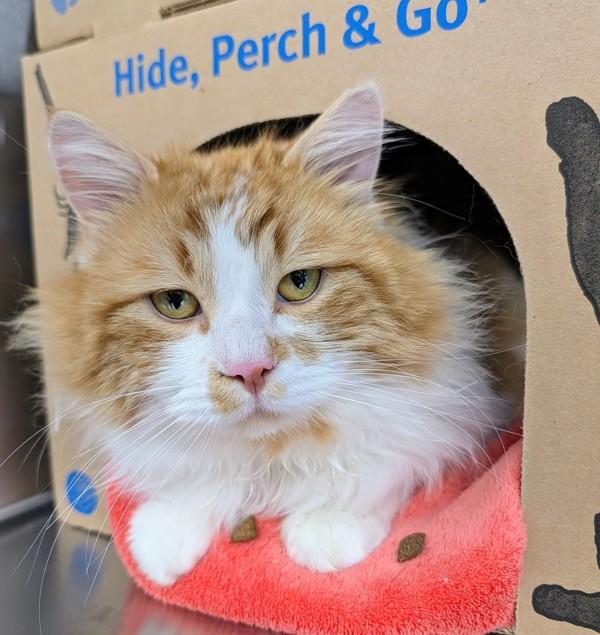 Archie, Adoptable, Adult Male Domestic Long Hair.