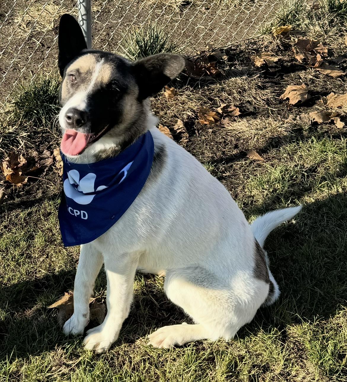 Virginia, Adopted, Adult Female Akita.