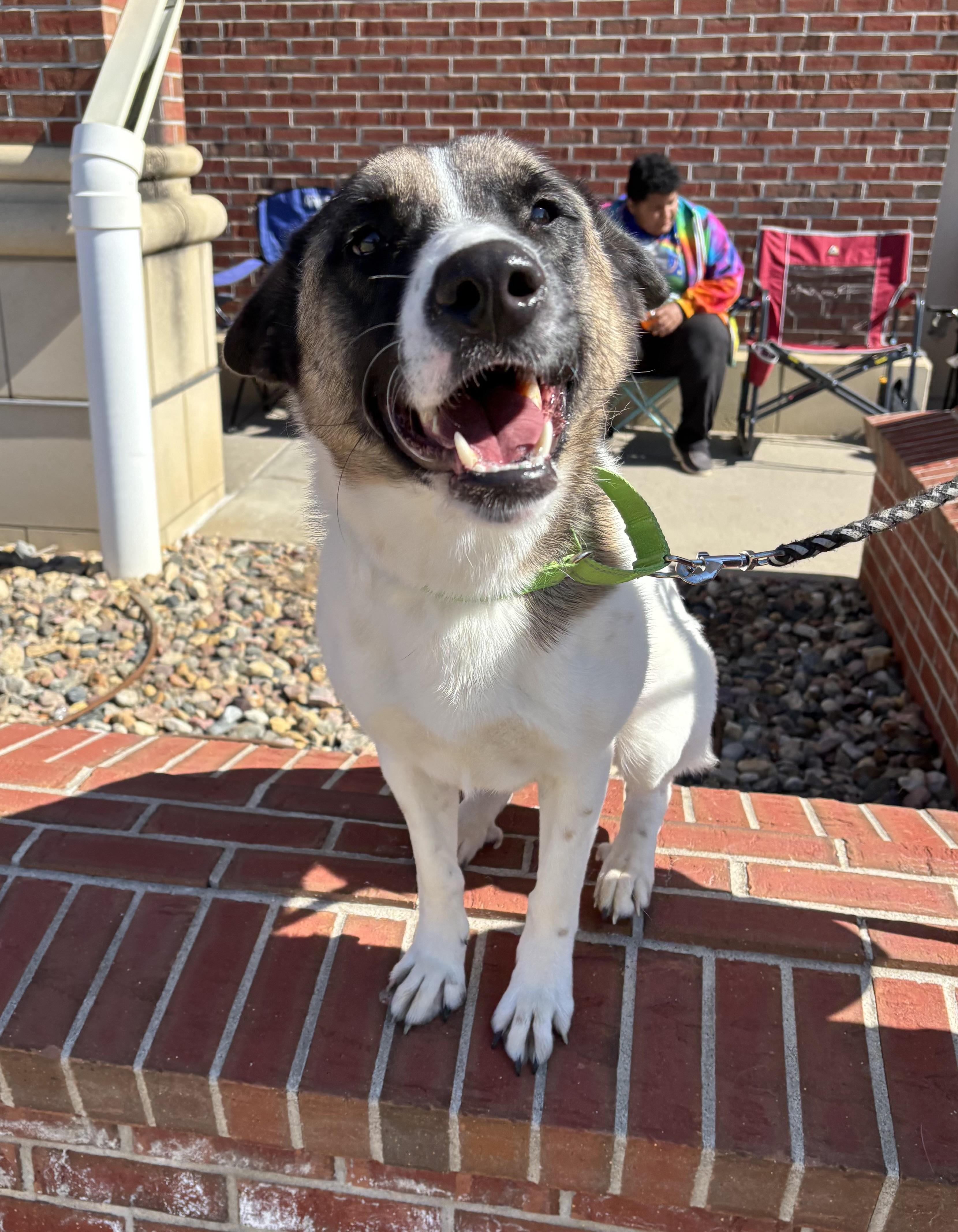 Enlarge Virginia, a Adopted mixed breed in Sioux City, IA image 2/4