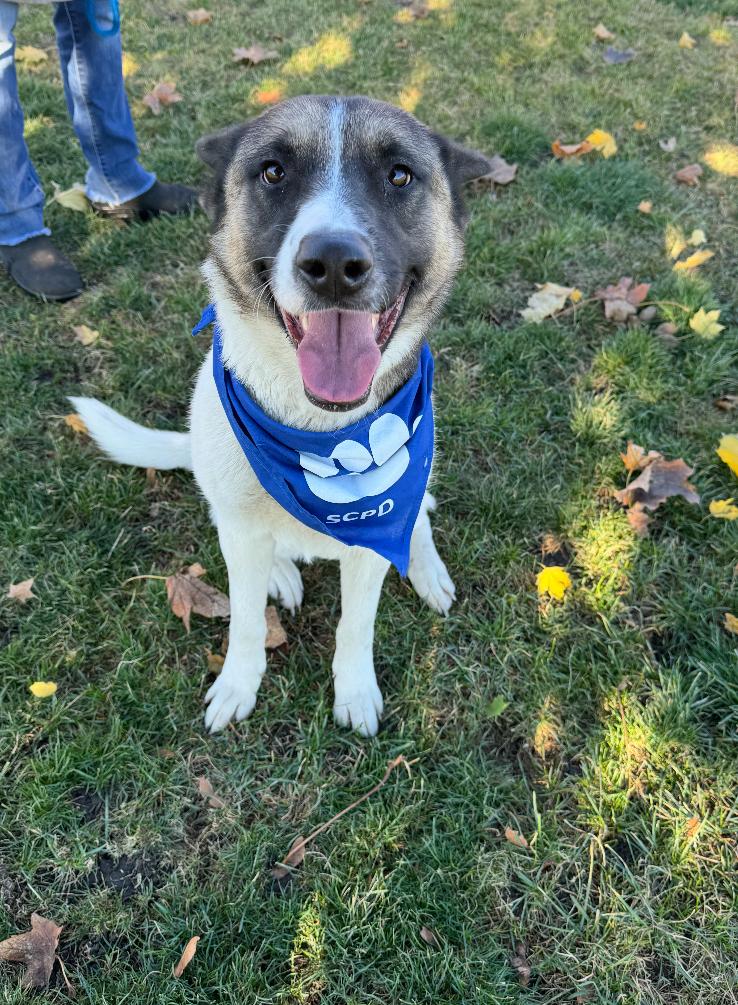Enlarge Virginia, a Adopted mixed breed in Sioux City, IA image 3/4
