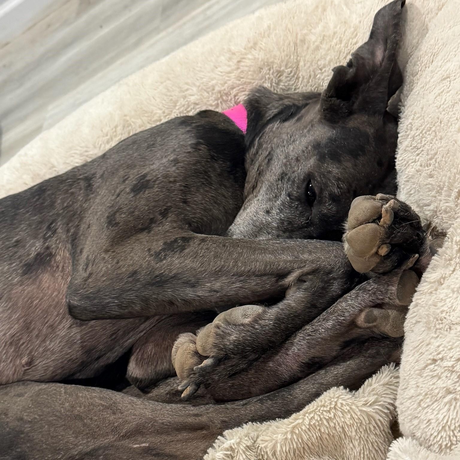 Enlarge Guadalupe, a Adoptable Great Dane in Mesa, AZ image 3/5