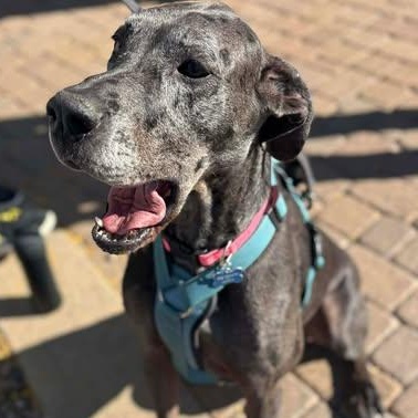 Guadalupe, a Adoptable Great Dane in Mesa, AZ image 1/6