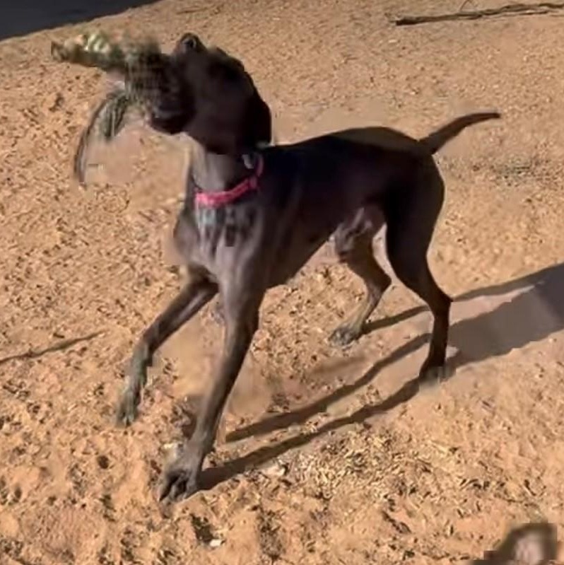 Enlarge Guadalupe, a Adoptable Great Dane in Mesa, AZ image 5/5