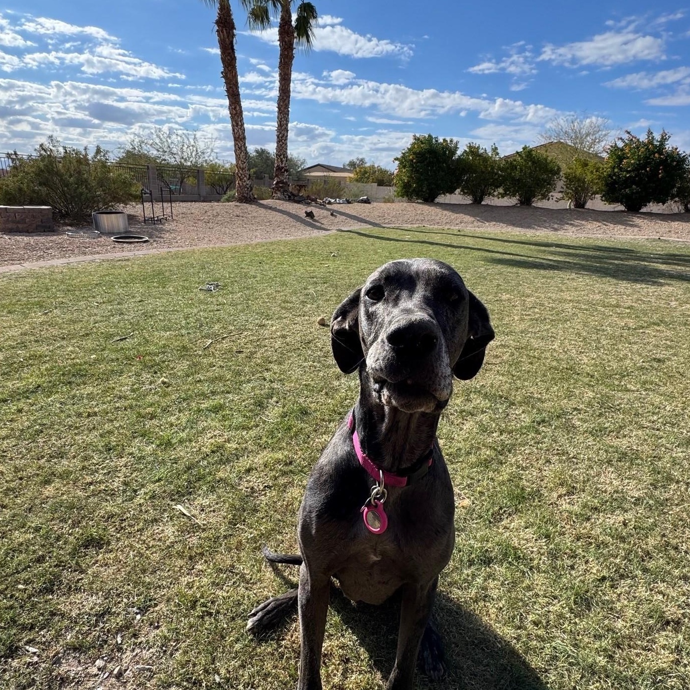 Enlarge Guadalupe, a Adoptable Great Dane in Mesa, AZ image 1/5