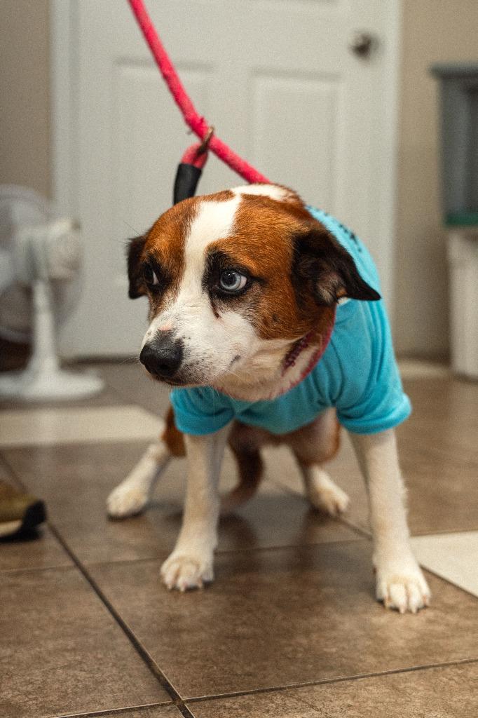 Zero, Adoptable, Senior Male Jack Russell Terrier.