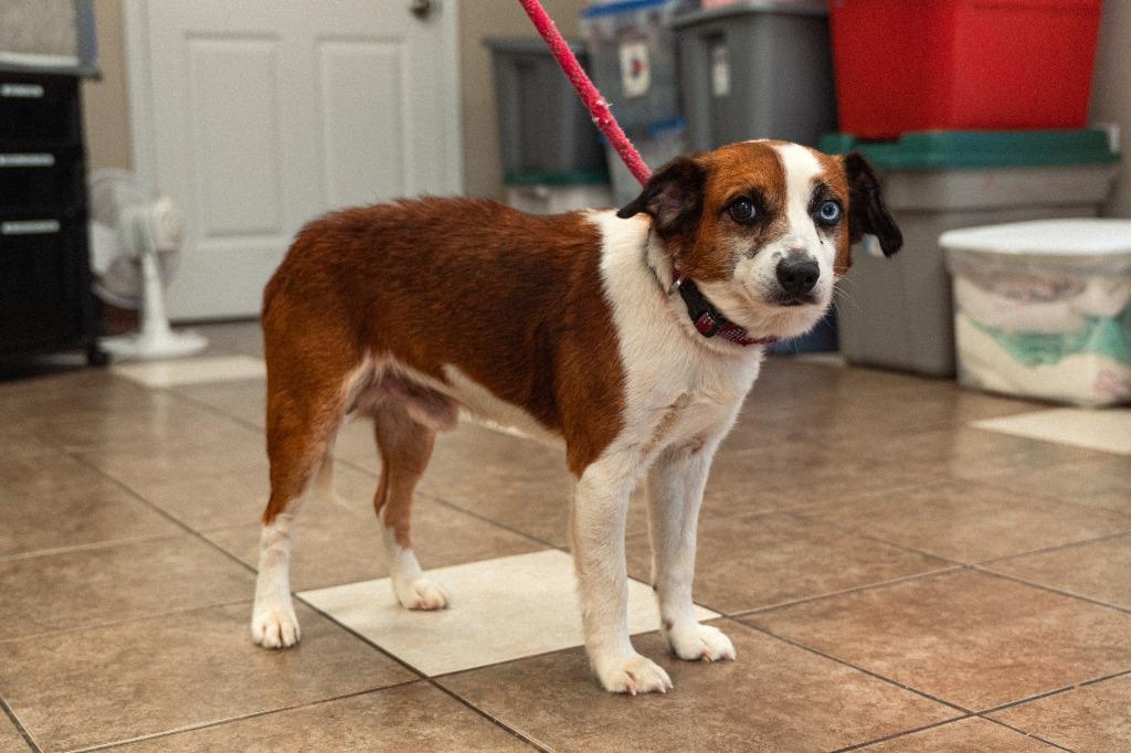 Zero, a Adoptable mixed breed in Mocksville, NC image 2/6
