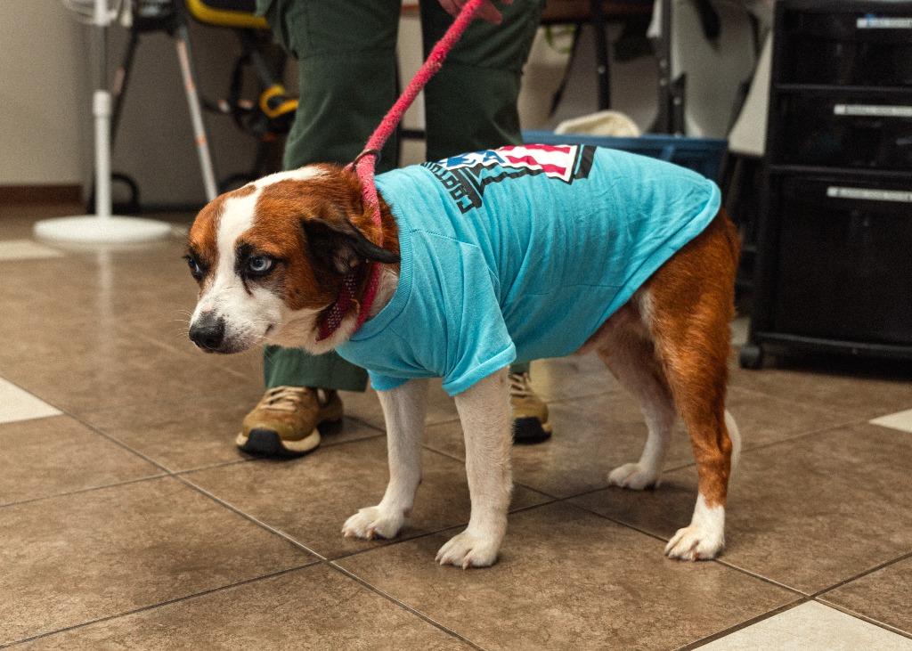Zero, a Adoptable mixed breed in Mocksville, NC image 3/6