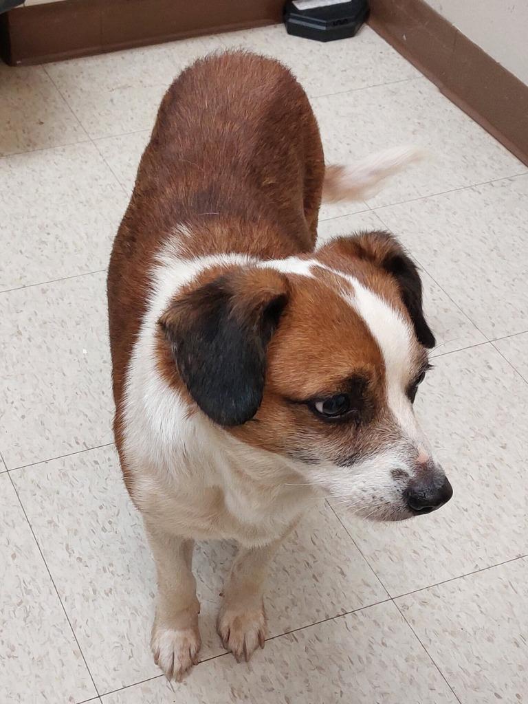 Zero, a Adoptable mixed breed in Mocksville, NC image 5/6