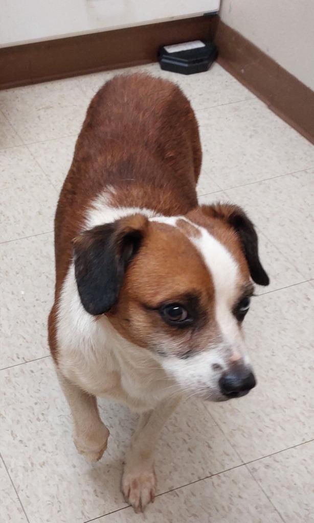 Zero, a Adoptable mixed breed in Mocksville, NC image 6/6