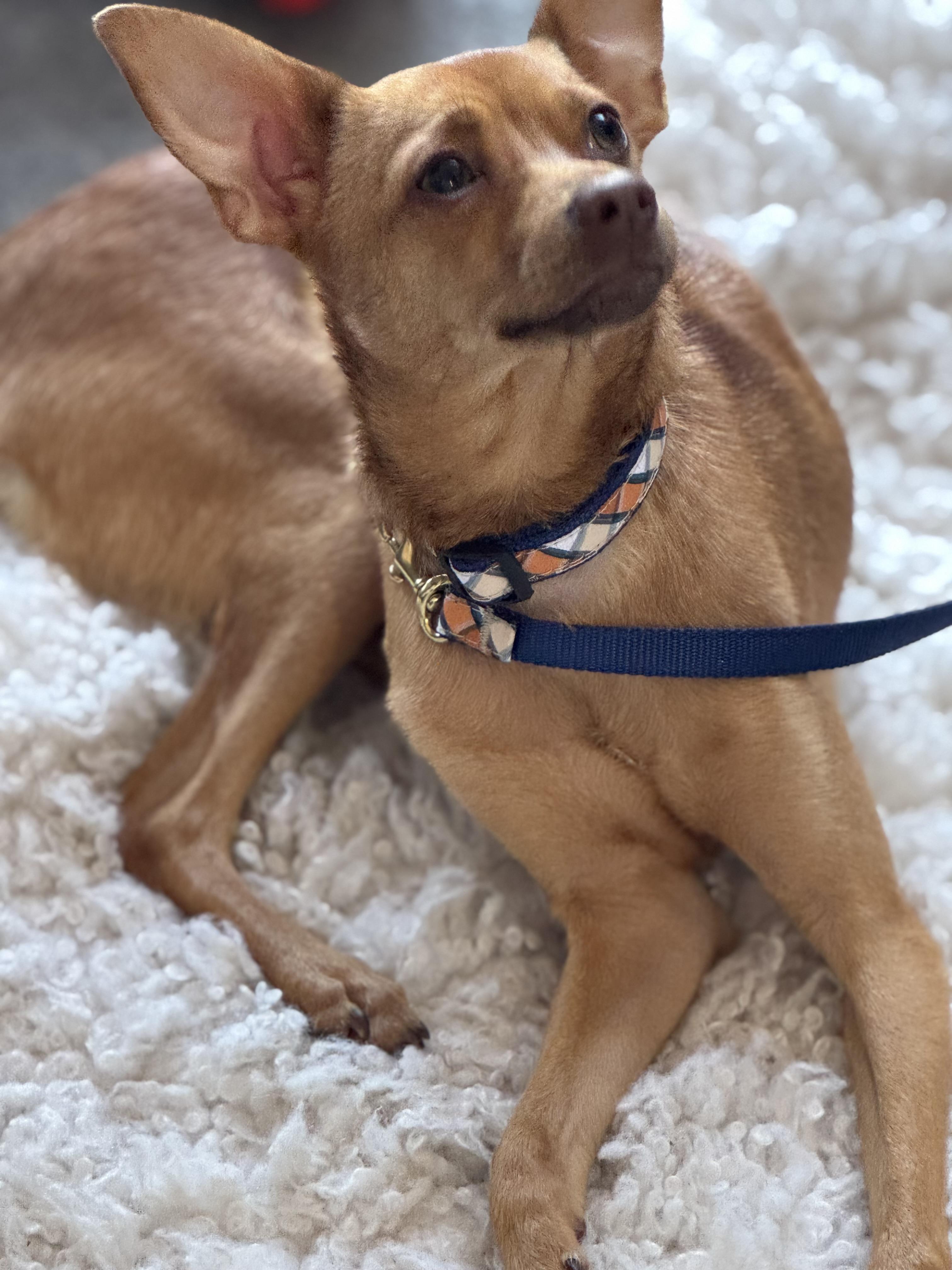 Freddie K., a Adoptable mixed breed in Woodbury, CT image 1/2