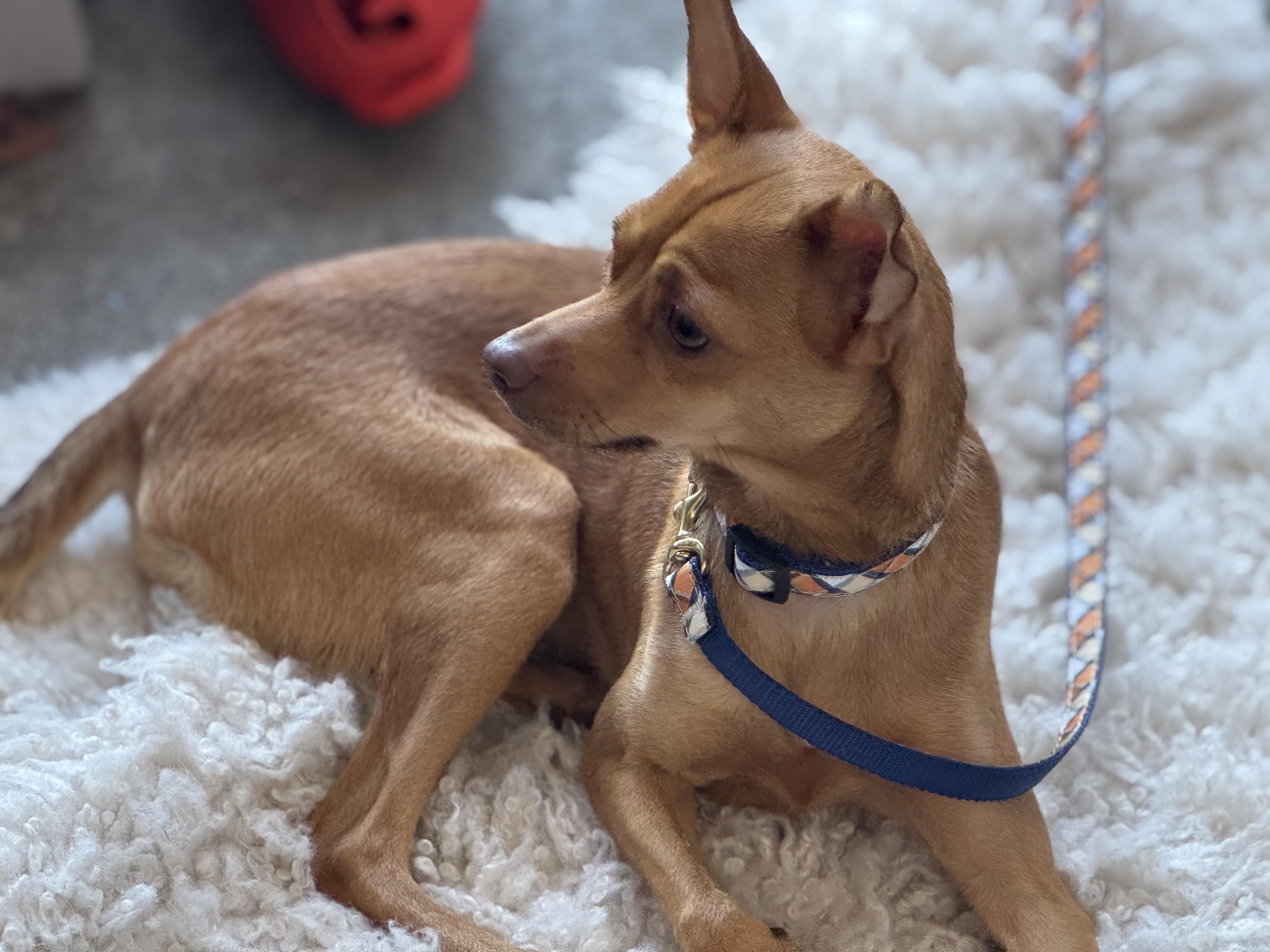 Freddie K., a Adoptable mixed breed in Woodbury, CT image 2/2