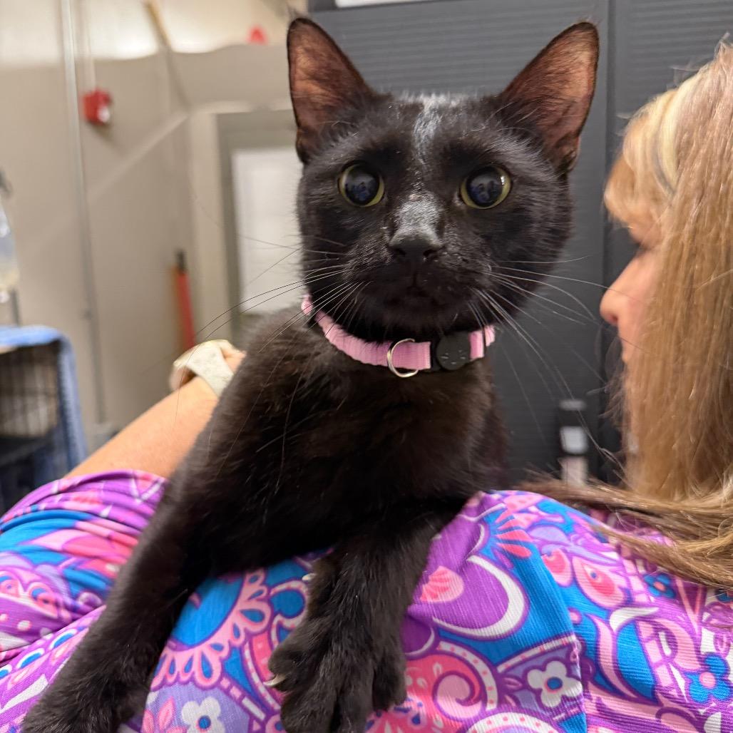 Enlarge Victoria, a Adoptable Domestic Short Hair in Middleburg Heights , OH image 4/4