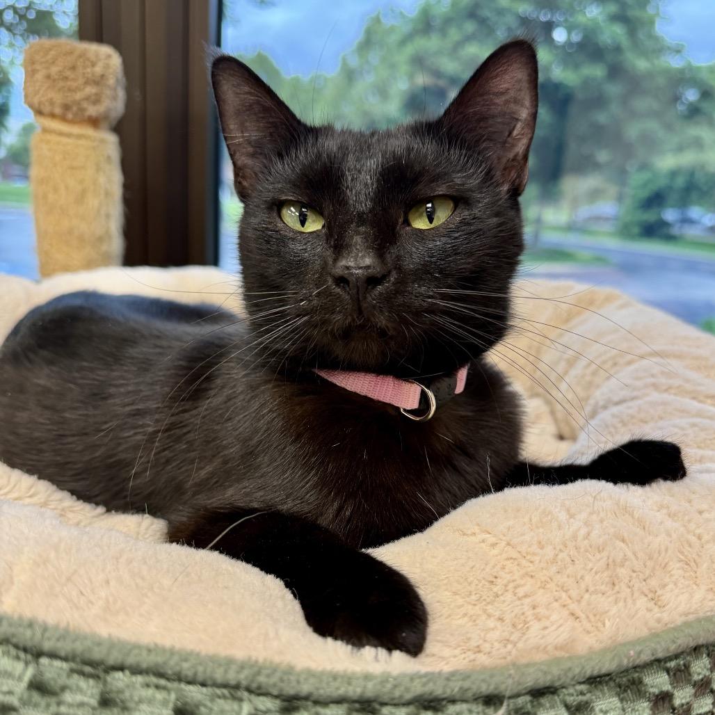 Enlarge Victoria, a Adoptable Domestic Short Hair in Middleburg Heights , OH image 1/4