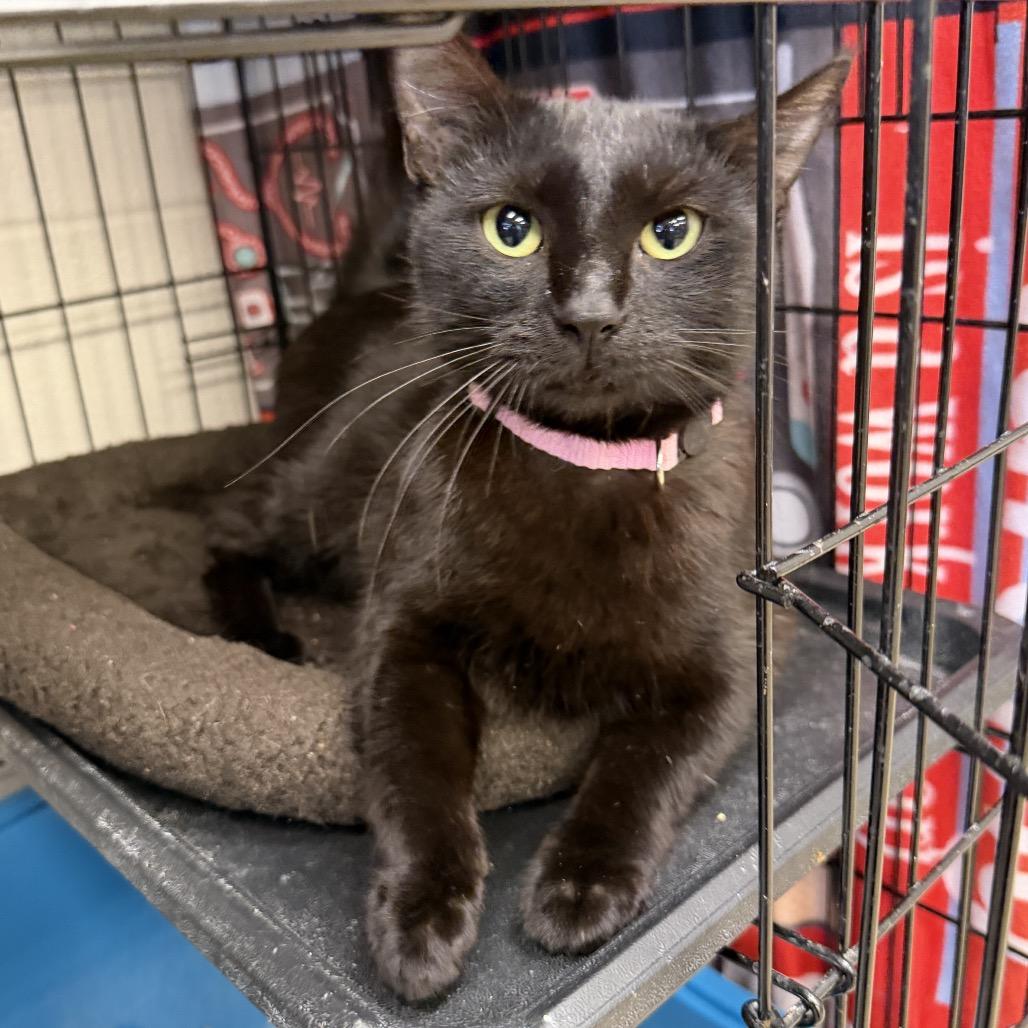 Enlarge Victoria, a Adoptable Domestic Short Hair in Middleburg Heights , OH image 2/4