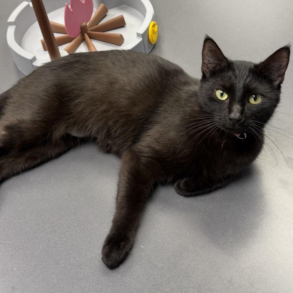 Enlarge Victoria, a Adoptable Domestic Short Hair in Middleburg Heights , OH image 3/4