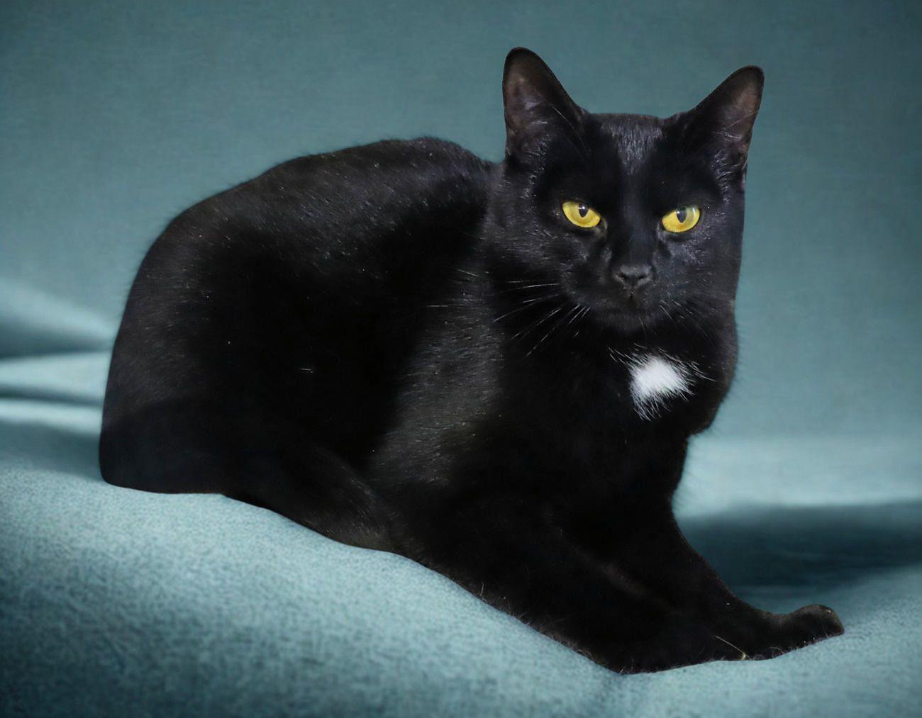 Enlarge Frito, an adopted Domestic Short Hair in Euclid, OH image 4/5
