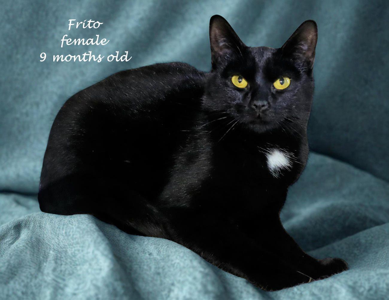 Enlarge Frito, an adopted Domestic Short Hair in Euclid, OH image 2/5