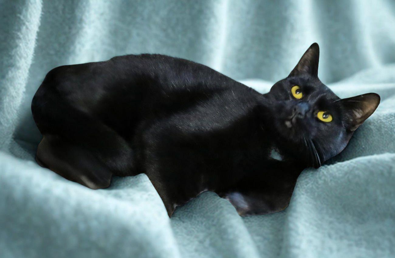 Enlarge Frito, an adopted Domestic Short Hair in Euclid, OH image 3/5