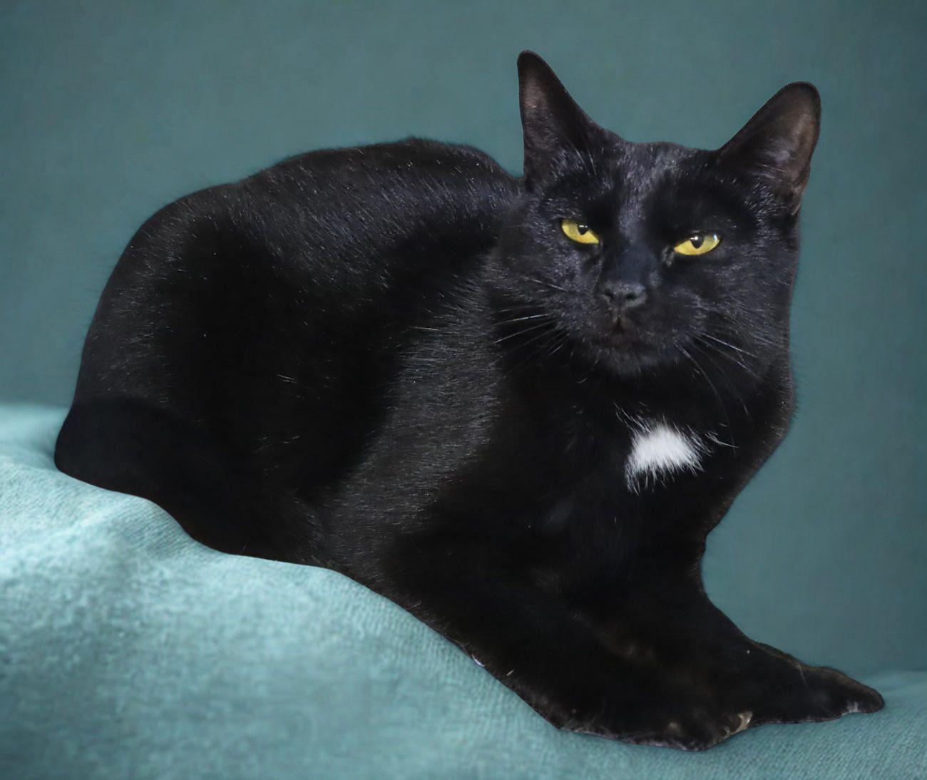 Enlarge Frito, an adopted Domestic Short Hair in Euclid, OH image 5/5