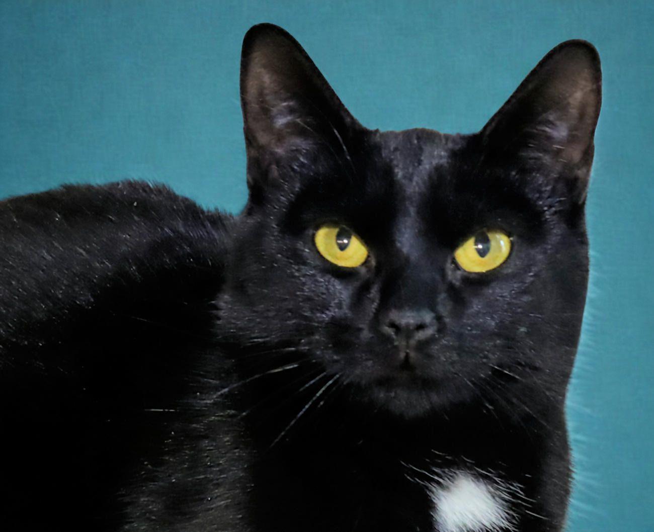 Frito, adopted, Young Female Domestic Short Hair.