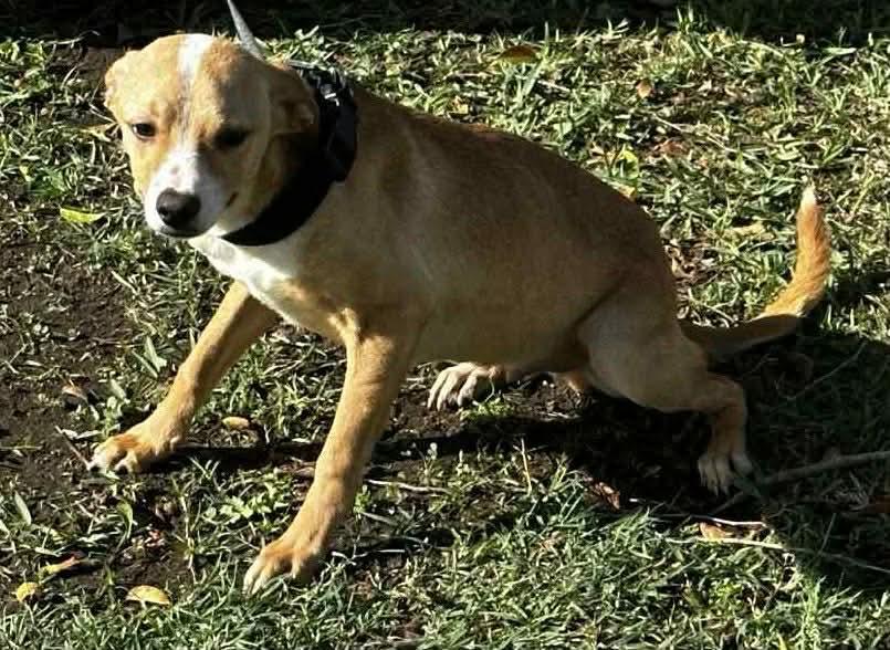 Enlarge Coco #2, a Adoptable Mixed Breed in Puyallup, WA image 3/5