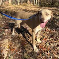 Enlarge Aspen, a ADOPTABLE mixed breed in Watertown, CT image 2/2