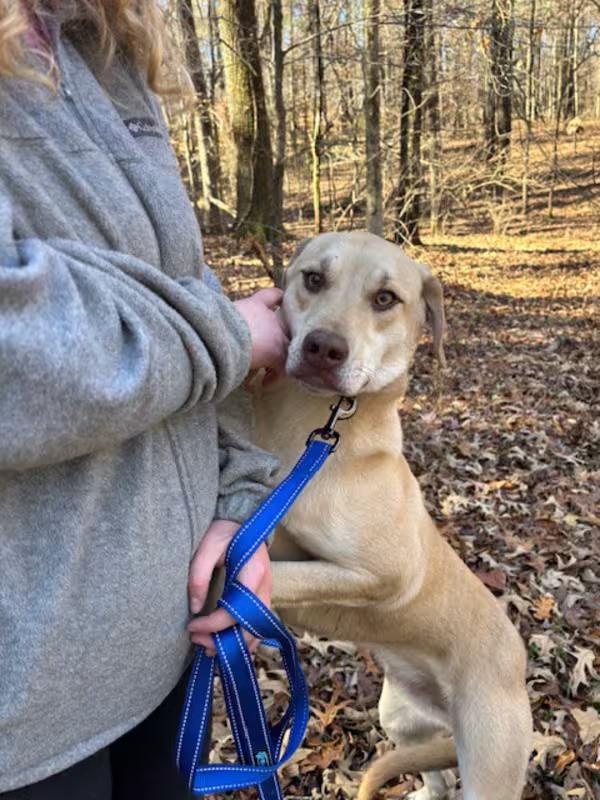 Enlarge Aspen, a ADOPTABLE mixed breed in Watertown, CT image 1/2