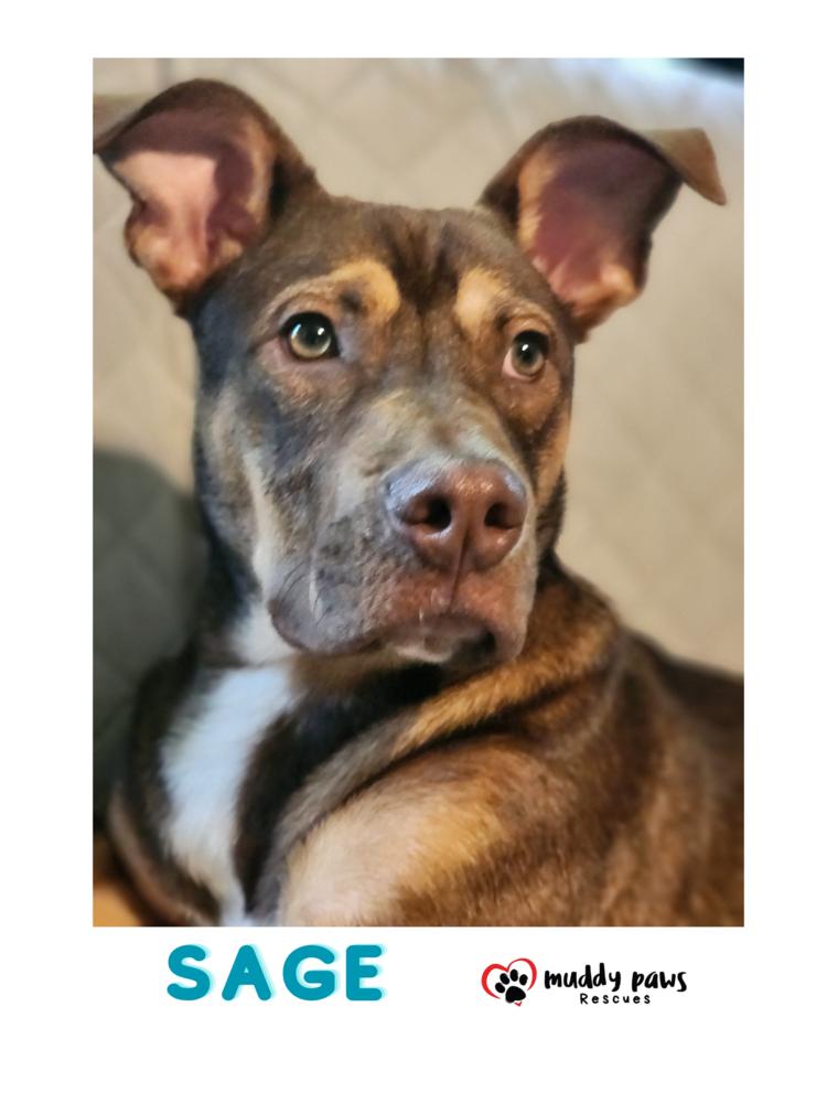 Sage (Kira's litter), Adoptable, Young Male Boxer & Husky.