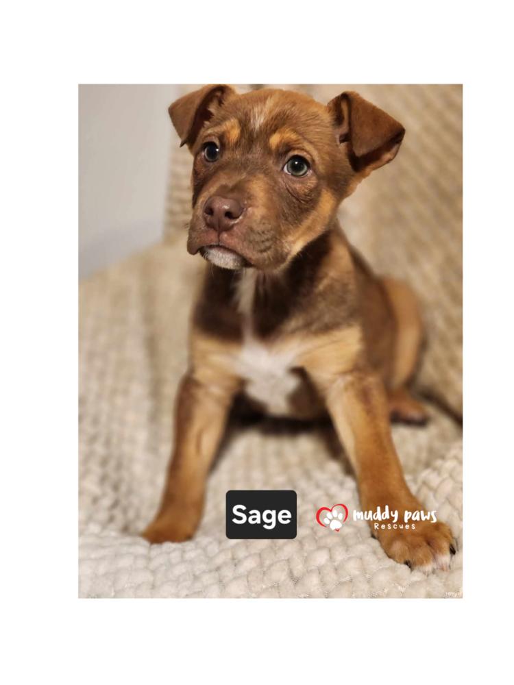 Enlarge Sage (Kira's litter), a Adoptable mixed breed in Council Bluffs, IA image 2/4