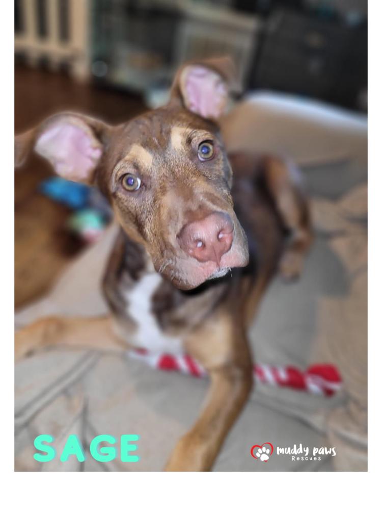 Enlarge Sage (Kira's litter), a Adoptable mixed breed in Council Bluffs, IA image 3/4