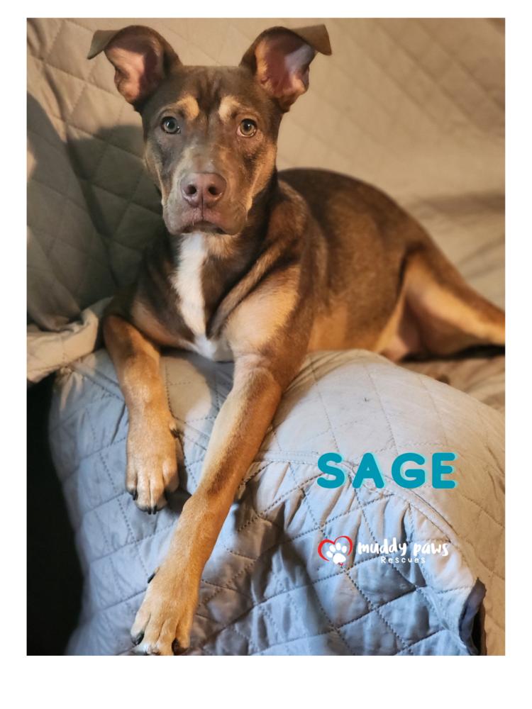 Enlarge Sage (Kira's litter), a Adoptable mixed breed in Council Bluffs, IA image 4/4