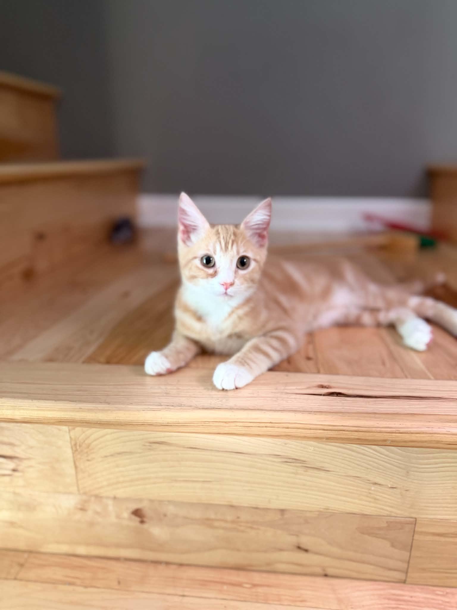 Hamster - the best orange kitten, an adopted Domestic Short Hair in Portland, OR image 1/4
