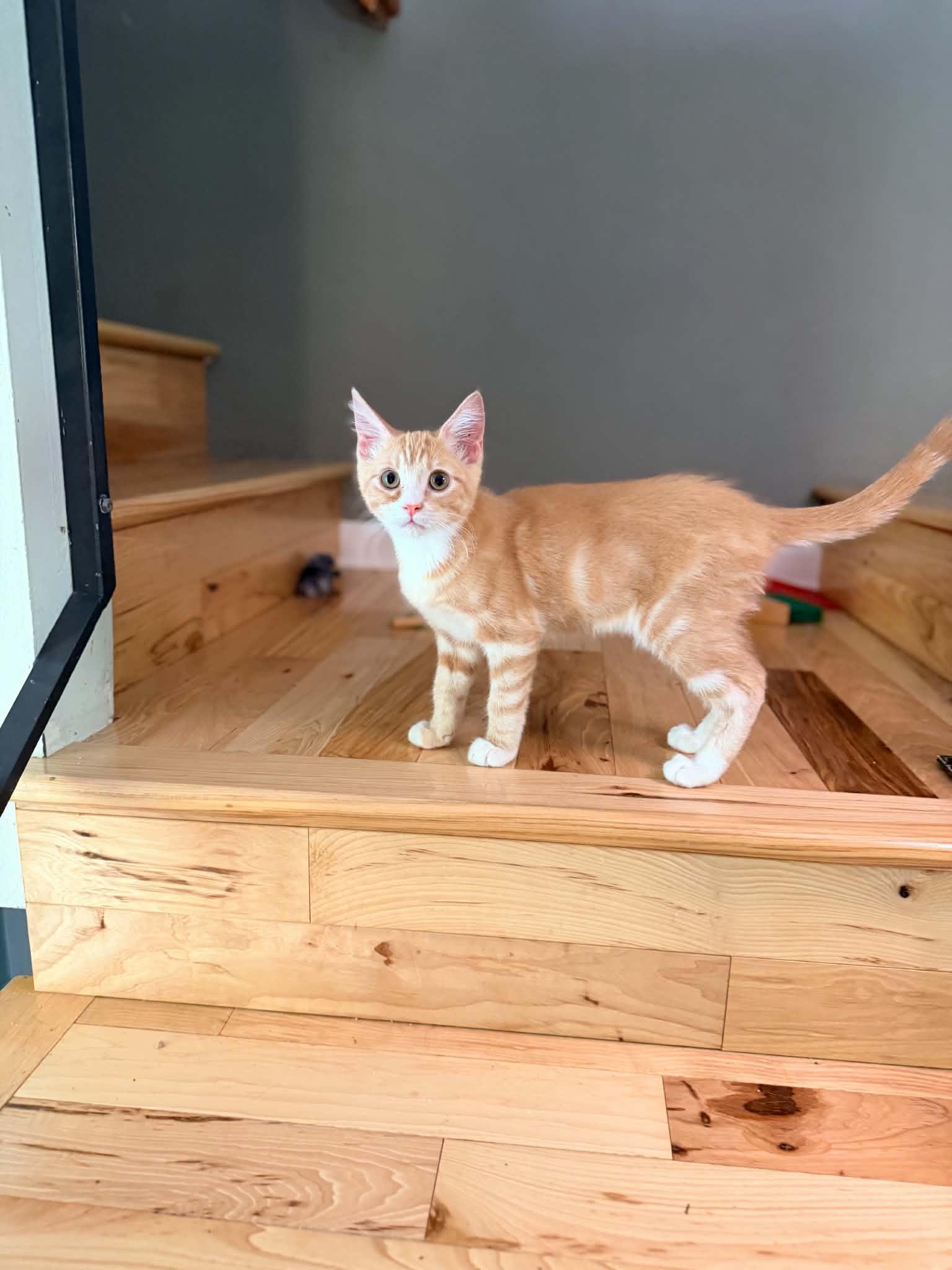 Hamster - the best orange kitten, an adopted Domestic Short Hair in Portland, OR image 4/4