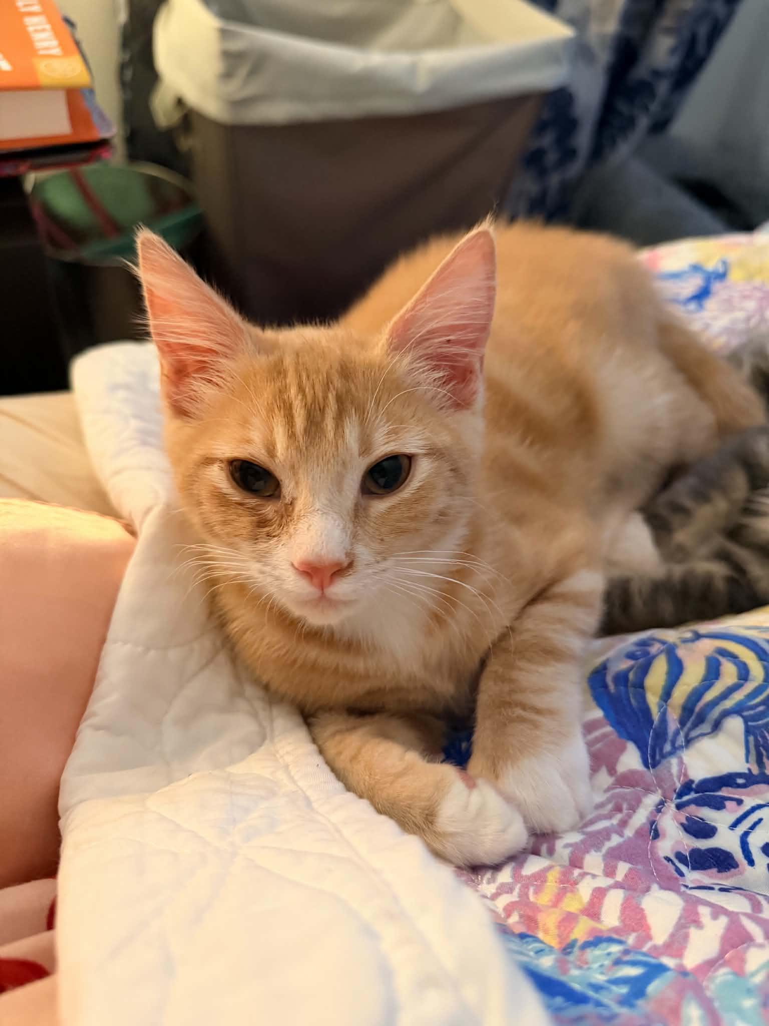 Hamster - the best orange kitten, an adopted Domestic Short Hair in Portland, OR image 3/4